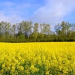 Mustard fields Mustard fields